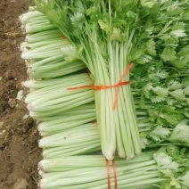 泰安宁阳芹菜，细颗芹菜，，中小颗，捆装3到五斤