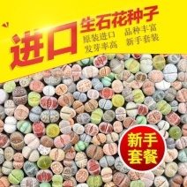 亏本处理包发芽多肉植物种子生石花种子