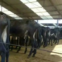 肉驴苗价格肉驴养殖肉驴养殖场肉驴苗那里买肉驴养殖利润肉驴