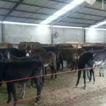肉驴苗价格肉驴养殖肉驴养殖场肉驴苗那里买肉驴养殖利润肉驴