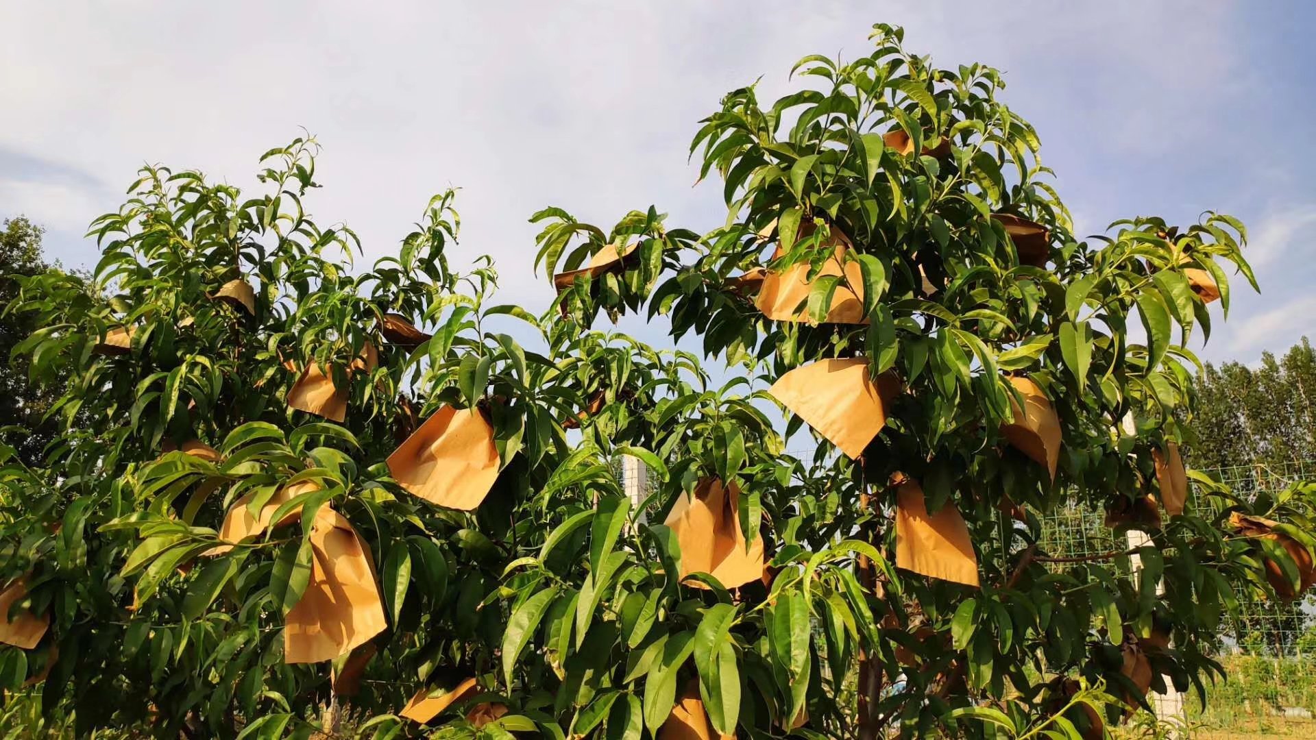 黄桃套袋试验对比田实景照片