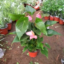 红掌新鲜盆栽带花发货