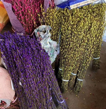 年宵花卉银柳彩色银柳鲜枝真花水养植物银柳干花室内客厅装饰