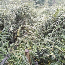 山豆根种子