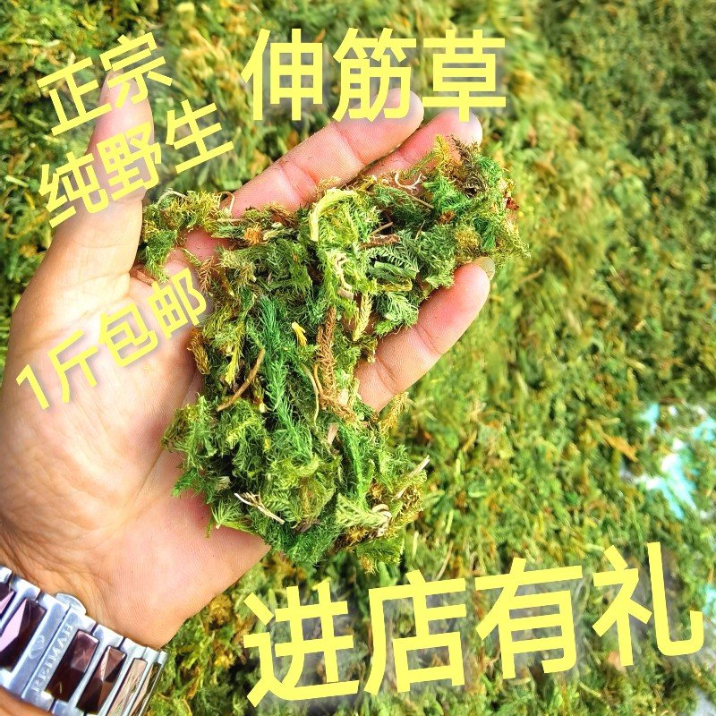 马尾伸筋草马尾千金草小叶鲜货去根够长干货需预定