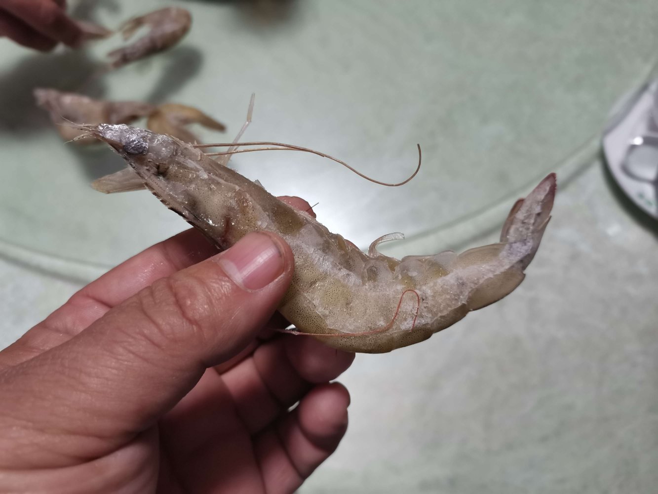 一只完整的白对虾,展示其整体形态,包括头部、身体和尾部,体色偏浅,外壳透明感较强 白对虾的外观特征