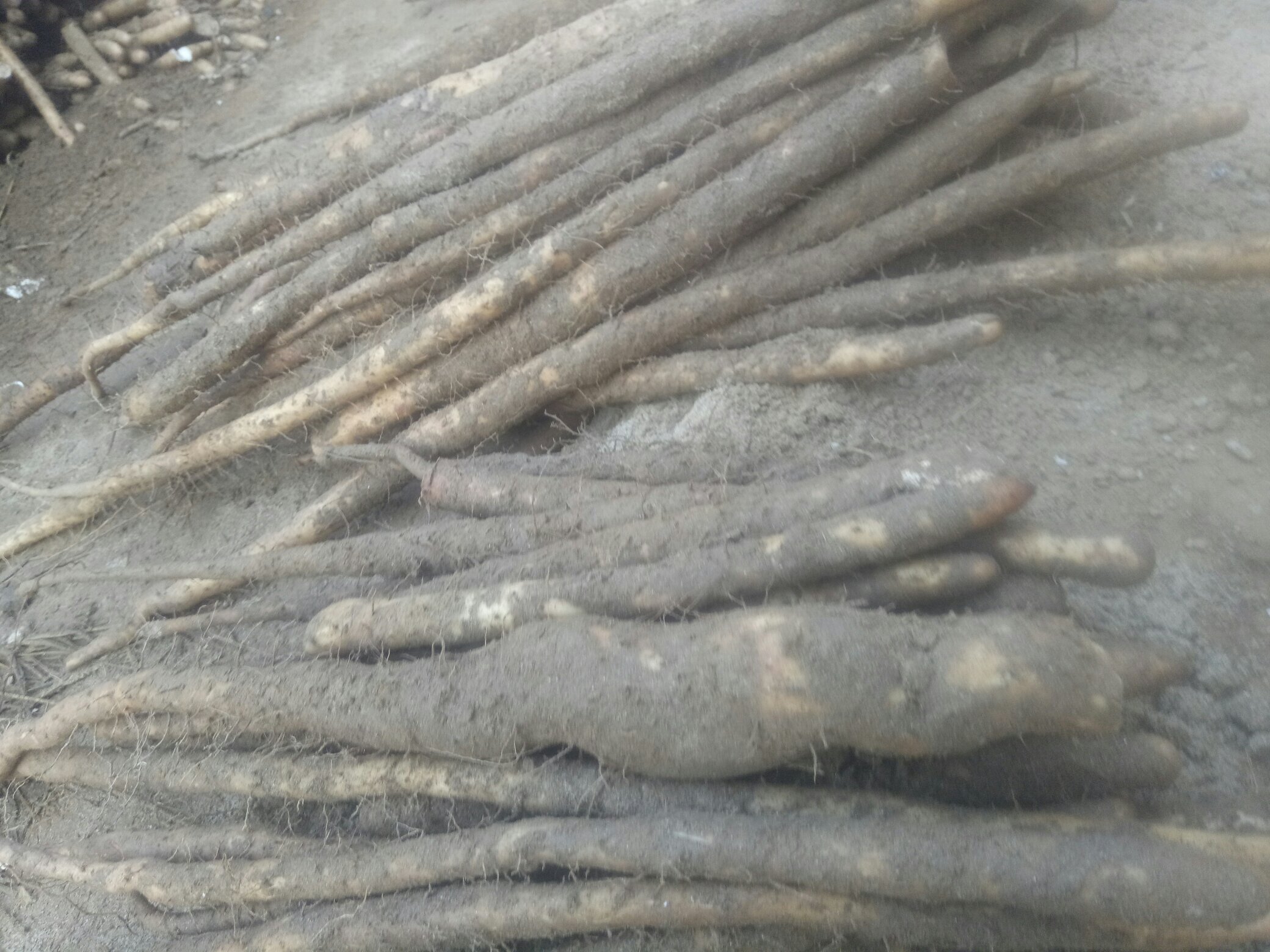 毛山药与淮山药对比图