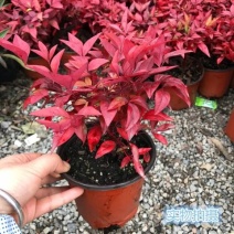 南天竹盆栽火焰南天竹盆景室内庭院观叶植物红天竹多年生易养