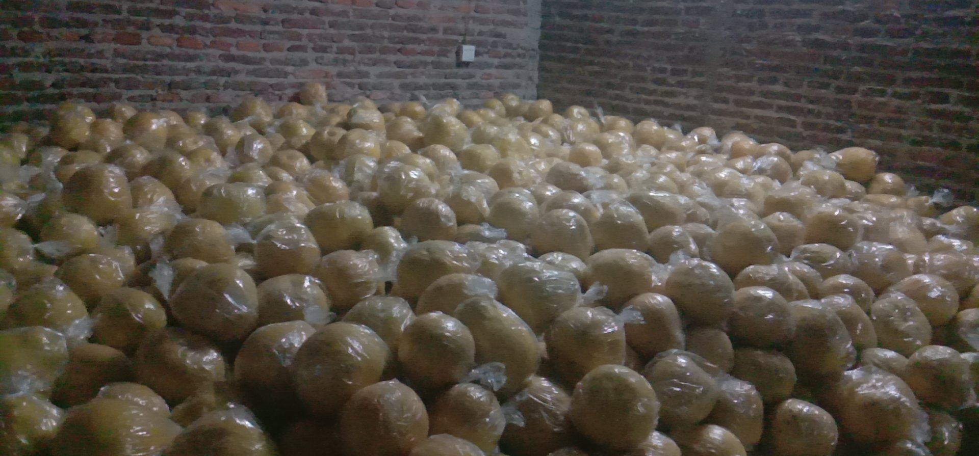 沙田柚冷库储存示意图