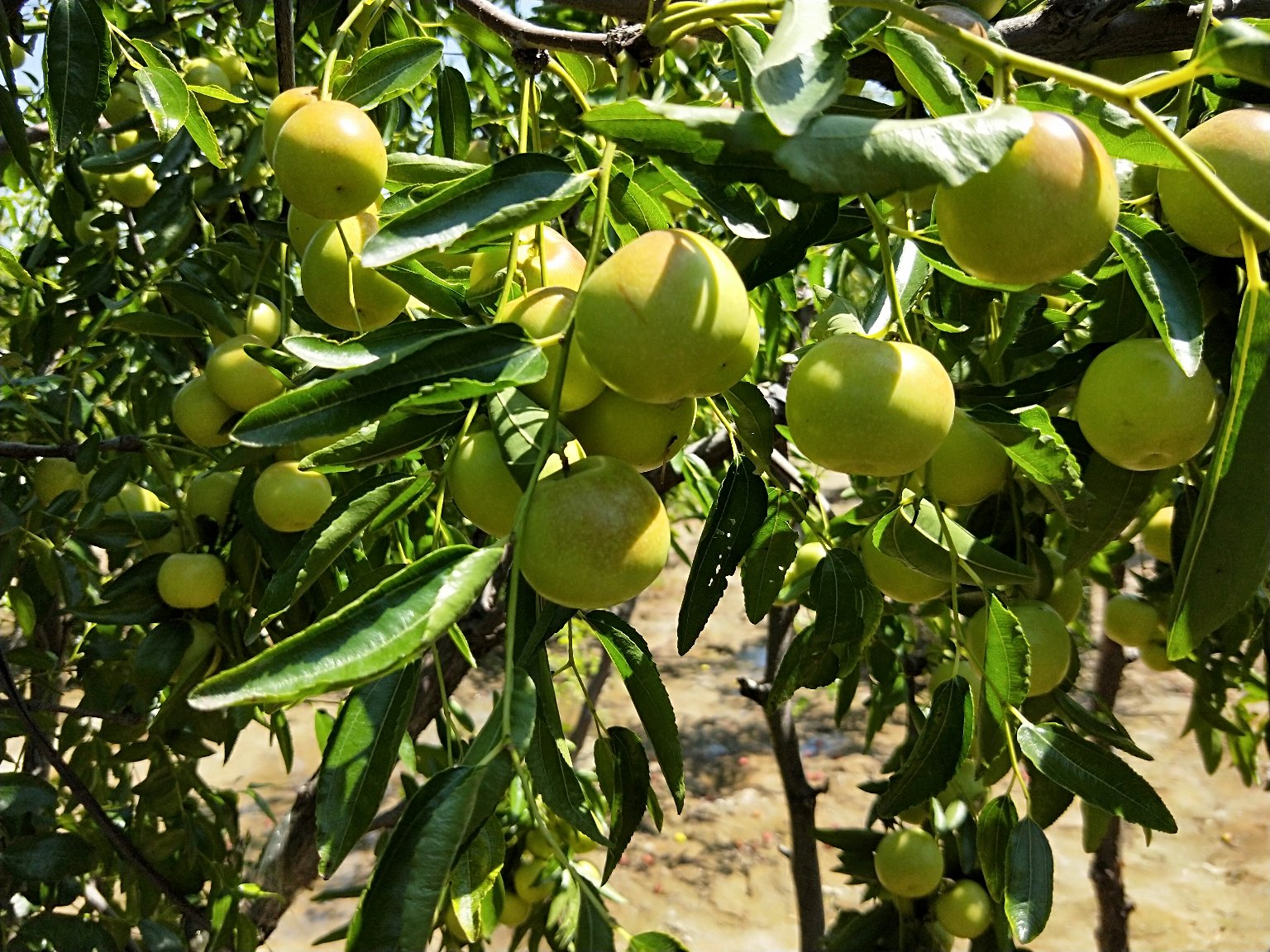 冬枣季节科普信息图：横向时间轴标注农历节气（白露→秋分→寒露→霜降）与对应公历日期（9.7–10.23），轴线上方标出冬枣生长关键节点（着色始期、全红期、盛采期、贮藏截止期），下方配简笔风格枣树四季简图（春芽、夏花、秋果、冬枝）