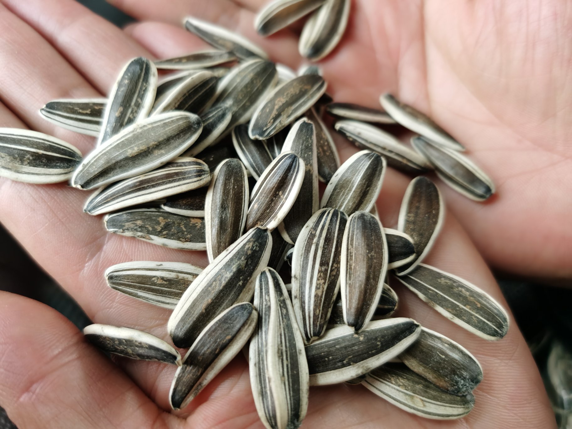 红薯切开黑心特写