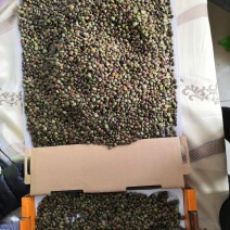 农家自种植小叶牛大力，今年收获的种子