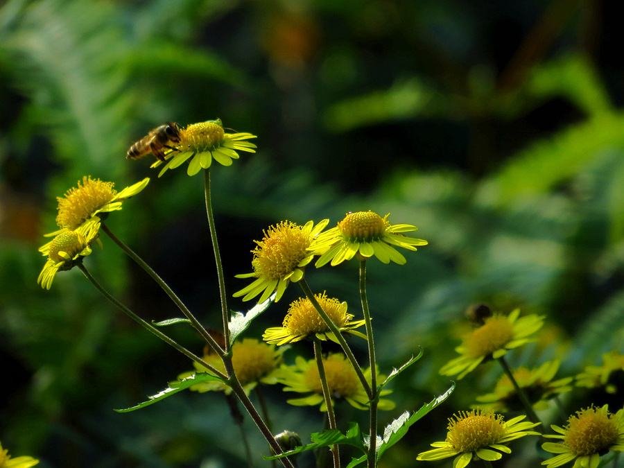 野菊花盛开的景象