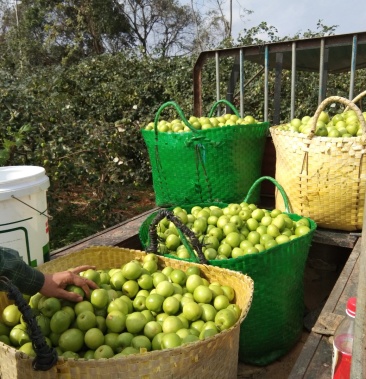 广西青枣大量上市.