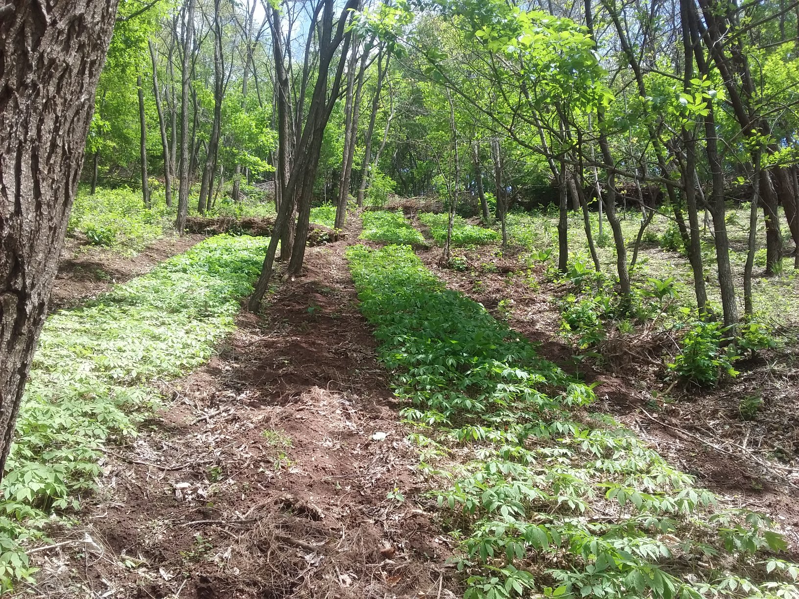 长白山带土鲜人参种植基地