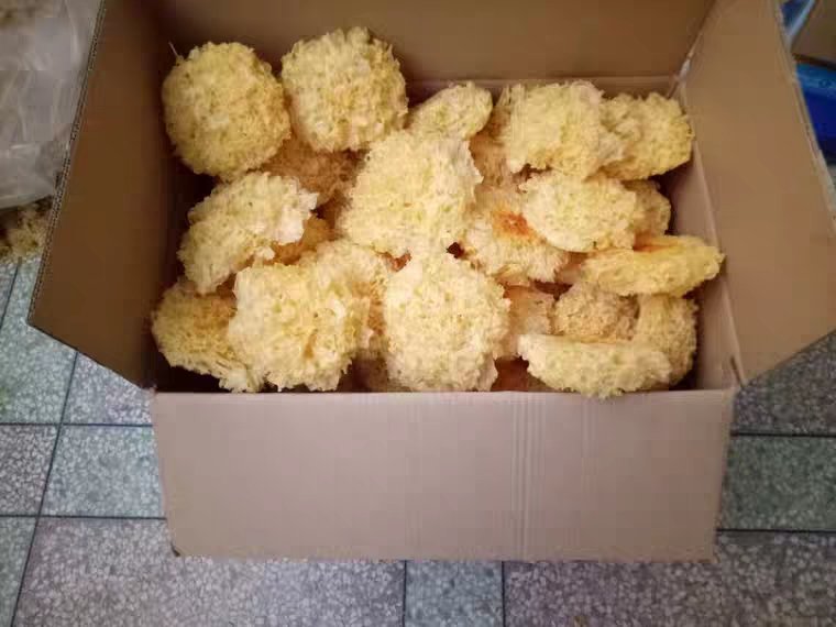 优质椴木银耳实物图