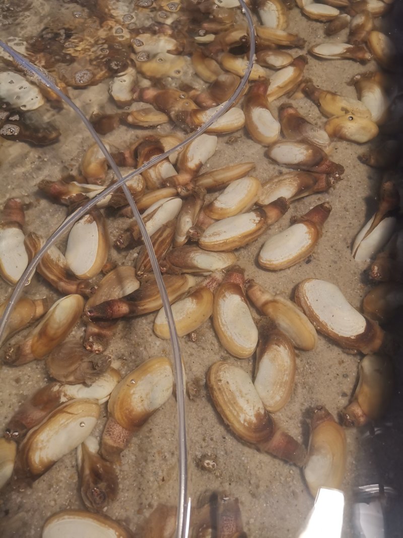 北海小象拔蚌清甜美味