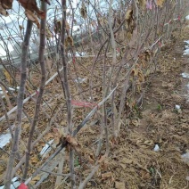占地无花果树，绿化无花果树
