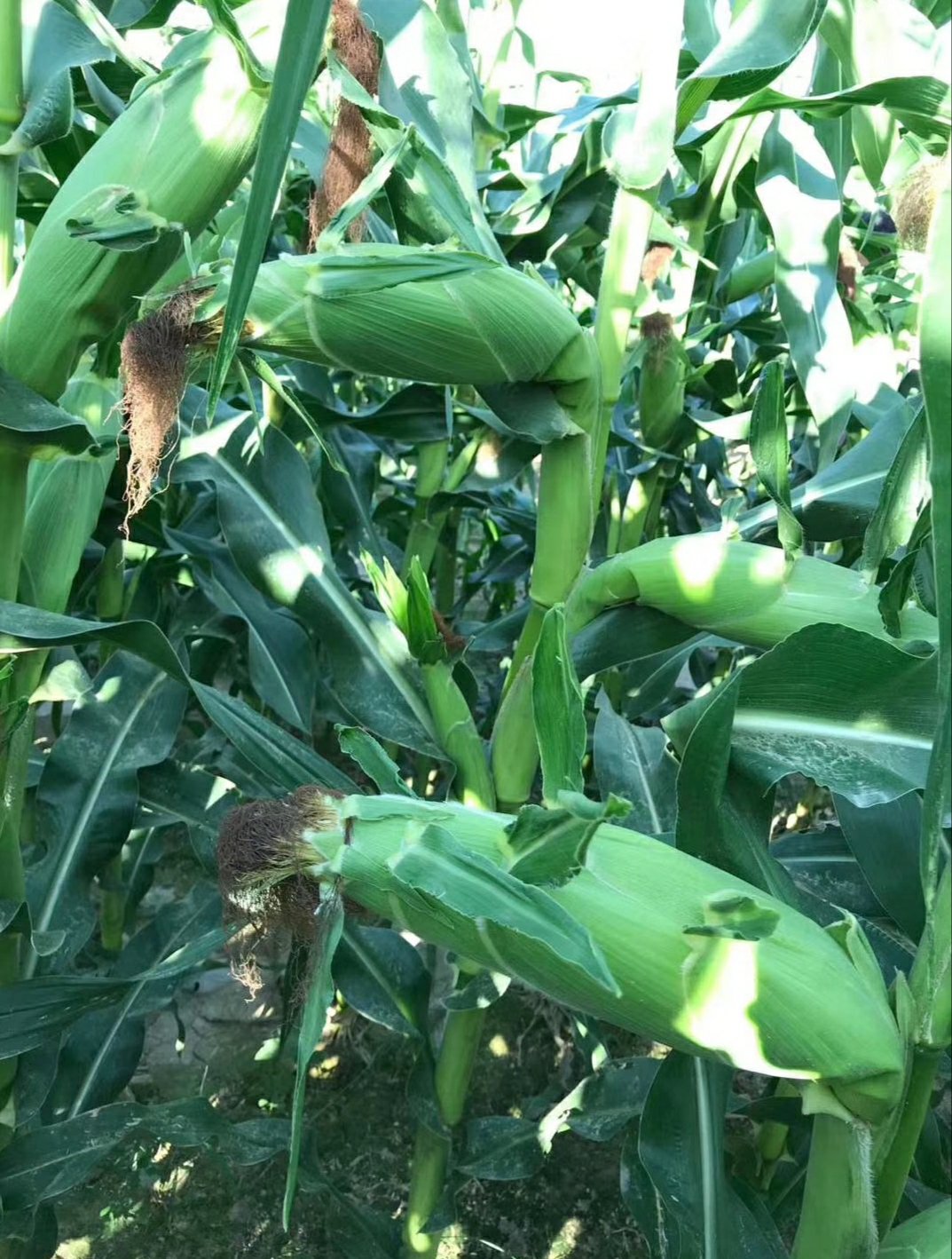 [甜玉米种子批发]太阳花6号甜玉米种子,水果玉米种子棒子大味道甜皮薄