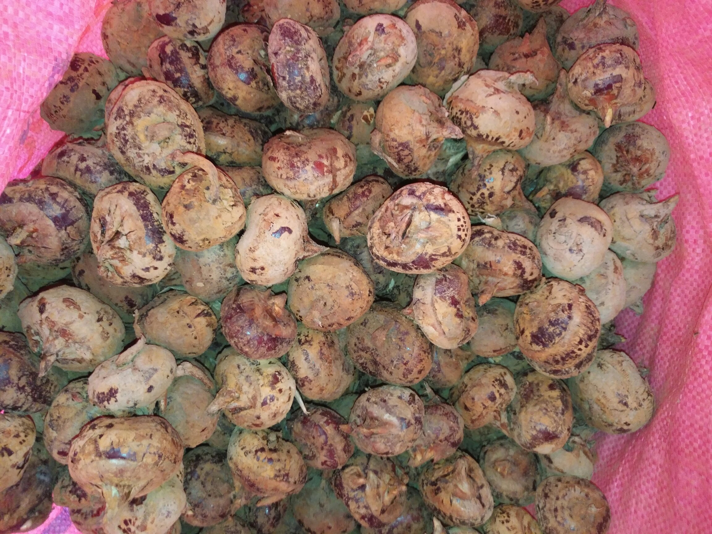 专业厨房中荸荠冷藏操作流程图