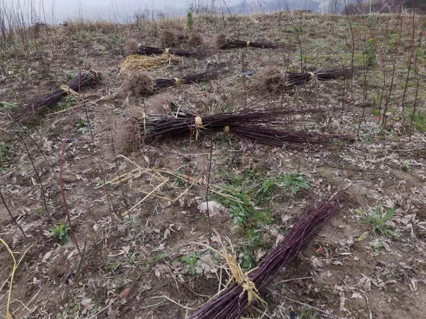 美国红枫3公分苗木包装与运输现场,工人正在对苗木进行捆扎、装车,准备发往各地 美国红枫3公分苗木包装与运输现场