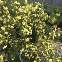 木香花价格优惠，分枝多冠幅大，植株健壮生长旺盛，常年批发