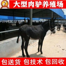 三粉驴免费送货，提供技术，急售3000头品种驴