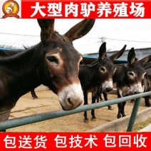 架子驴免费送货，提供技术，急售3000头品种驴