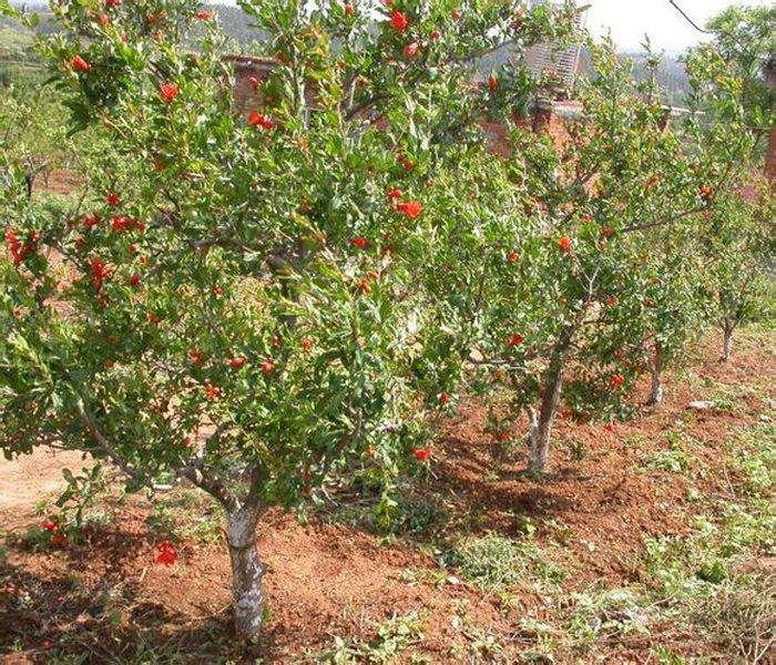 展示石榴种植园的自然环境,阳光充足,果实挂在枝头的状态 石榴果园环境展示