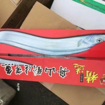 野生刀鱼