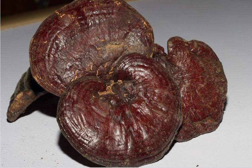 赤灵芝子实体与孢子粉对比