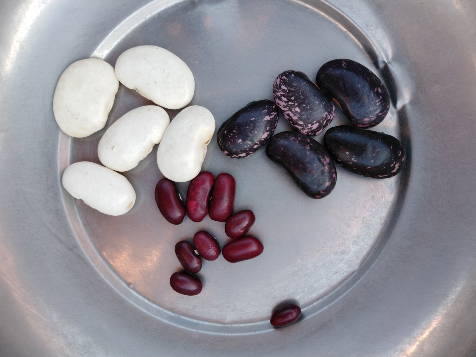 绿扁豆与其他豆类对比图