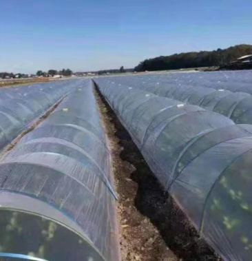 育苗小拱棚 西瓜棚 保温棚 玻璃纤维杆 小弓棚 小拱棚
