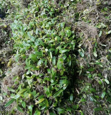 50元/斤 - 一亩田