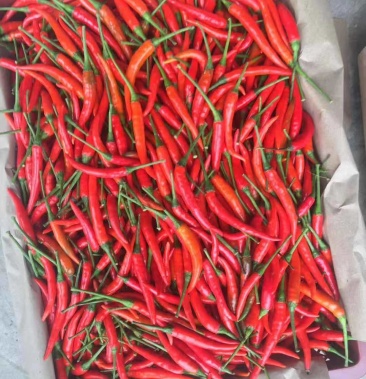 [鲜辣椒批发]越南小米辣产地直发口岸接货价格15.00元/公斤 - 一亩田