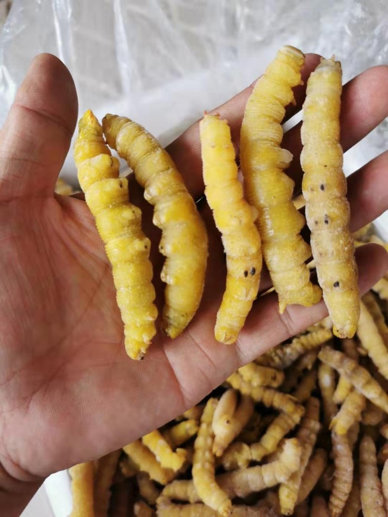 豆虫虫类活豆虫速冻油炸食用新鲜豆丹纯野生高蛋白