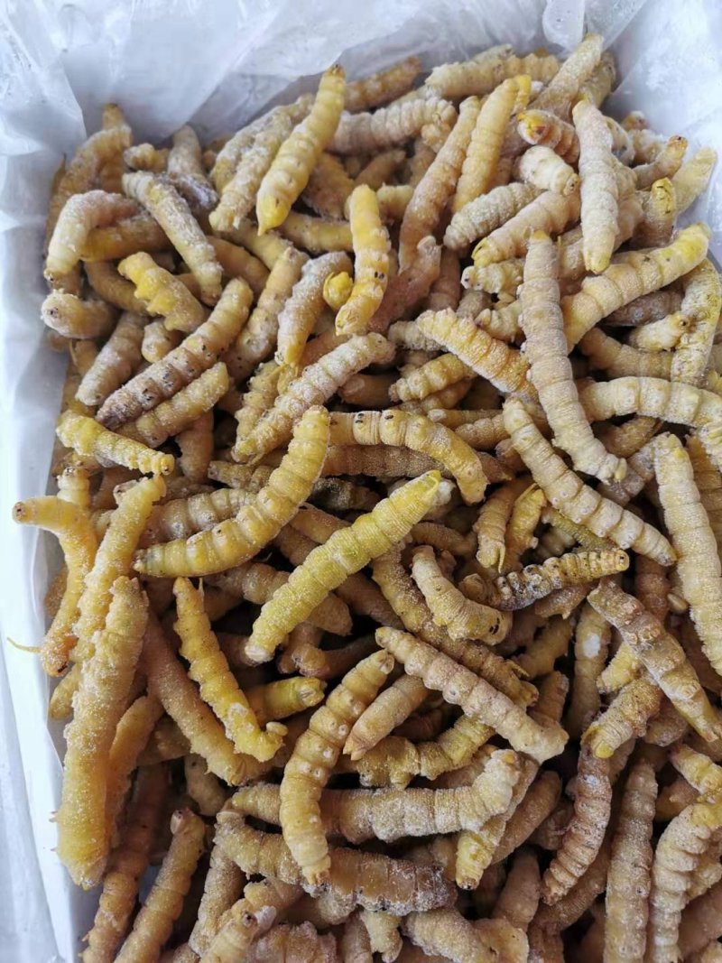 豆虫虫类活豆虫速冻油炸食用新鲜豆丹纯野生高蛋白