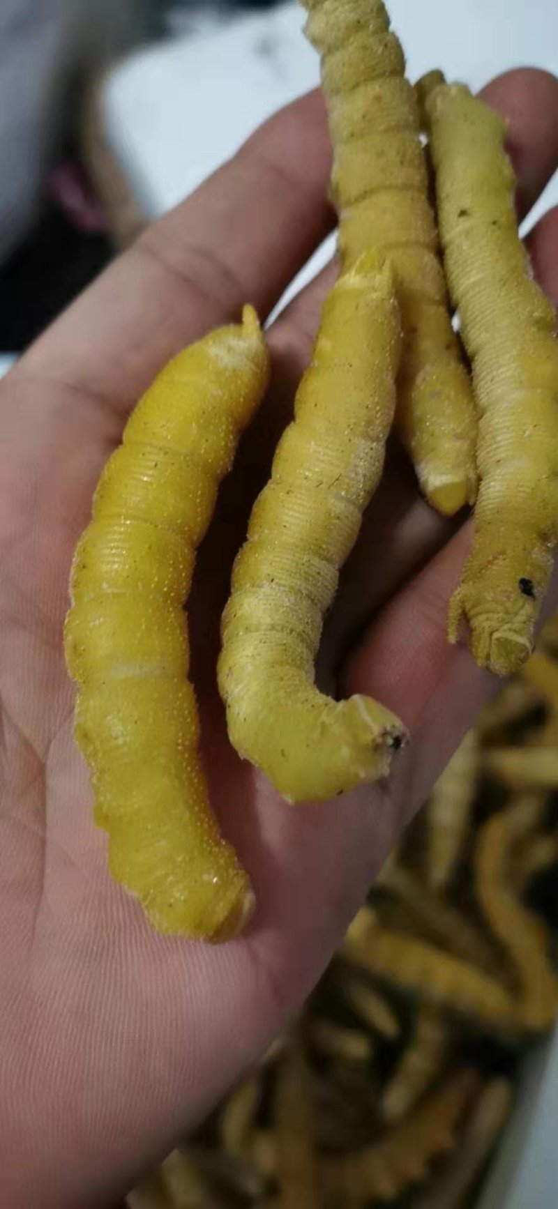 豆虫虫类活豆虫速冻油炸食用新鲜豆丹纯野生高蛋白