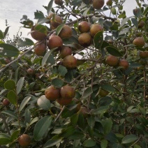 油茶干籽