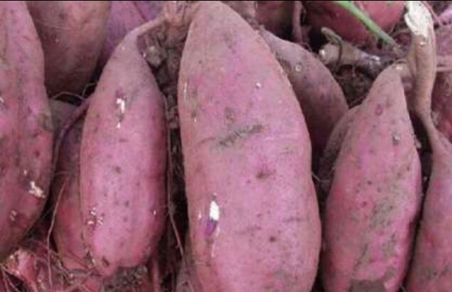 商薯18与商薯19实物对比图