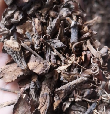 云南野生中药材五爪金龙五爪龙