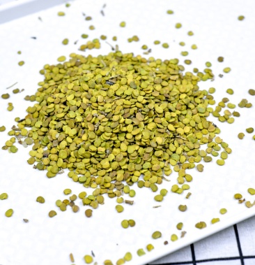 沙冬青种子销售冬青籽沙漠野生植物沙冬青种子