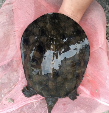 甲鱼团鱼黑花甲鱼黑花团鱼鳖鱼