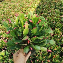 蟹爪兰花农基地直销一手货源视频看货提供技术指导全国发货