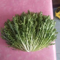苦菊掉价