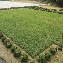 专业种植大叶油草