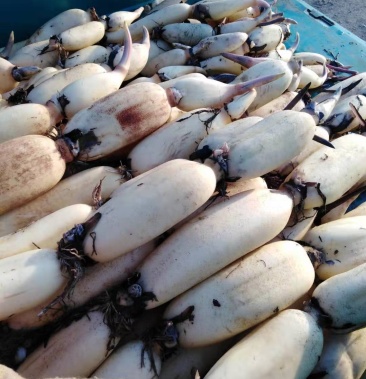 美人红莲藕 7~9厘米 10~15厘米以上