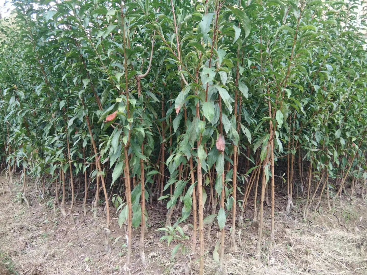 蜂糖李原生苗圃实景