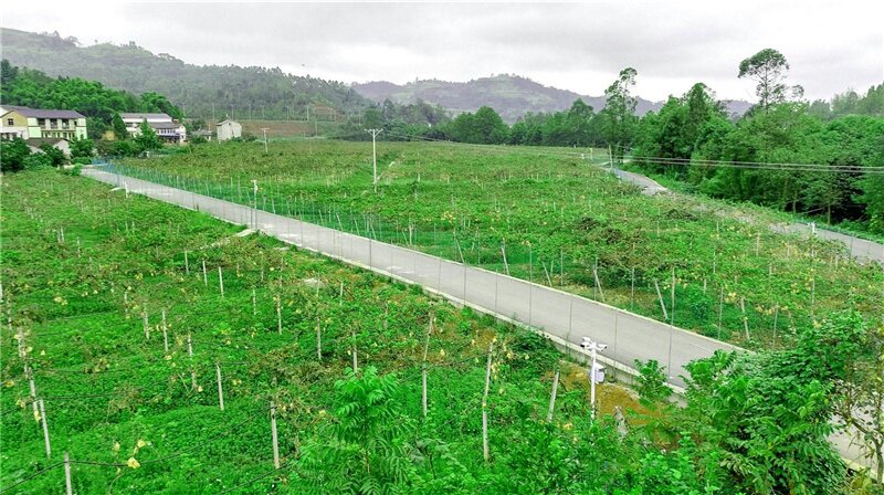 黄心猕猴桃种植园地选址,展示阳光充足、排水良好的土壤环境 黄心猕猴桃种植园地选址