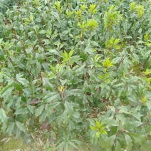青脆李树苗凤凰李树苗广西桂林5月脆李苗包邮，